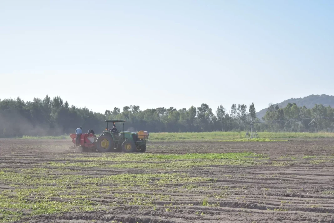 Transformación digital en el campo Tecnología pionera impulsa la eficiencia agrícola en el Maule - 1